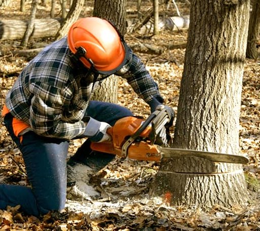Tree Removal in Summerfield, TX